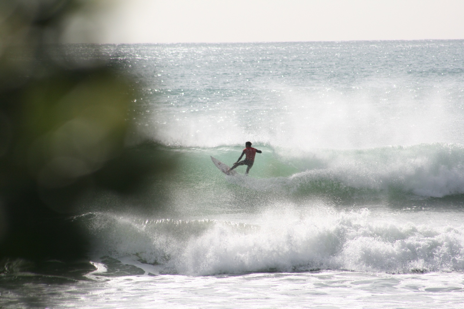 Polar bear, Sandy Bay