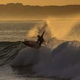 Early riser, Seal Point