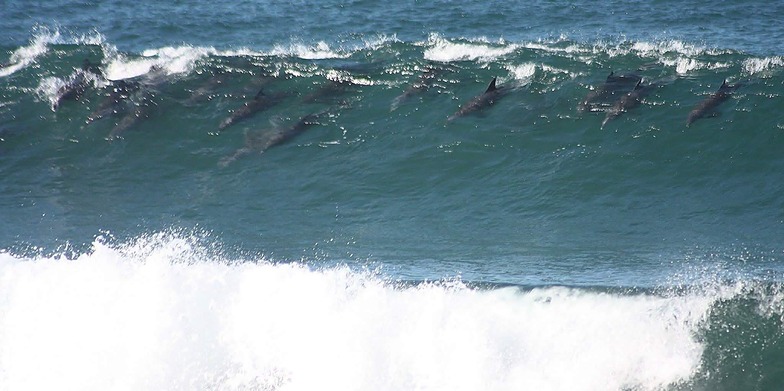 Surf up, Feldskoen and Mazeppa Bays