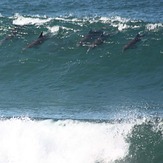 Surf up, Feldskoen and Mazeppa Bays