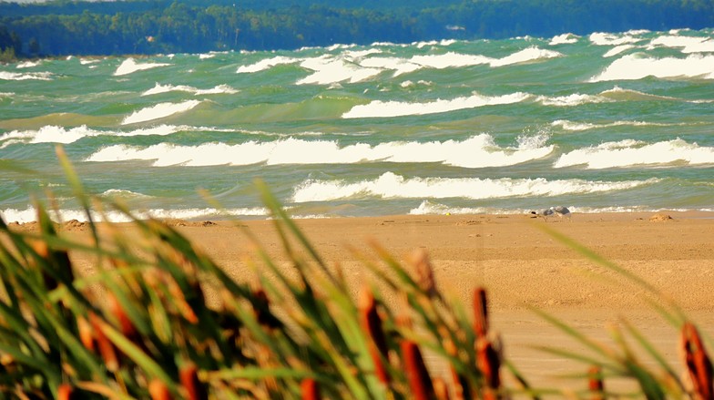 Cat Tails Sauble Beach Waves