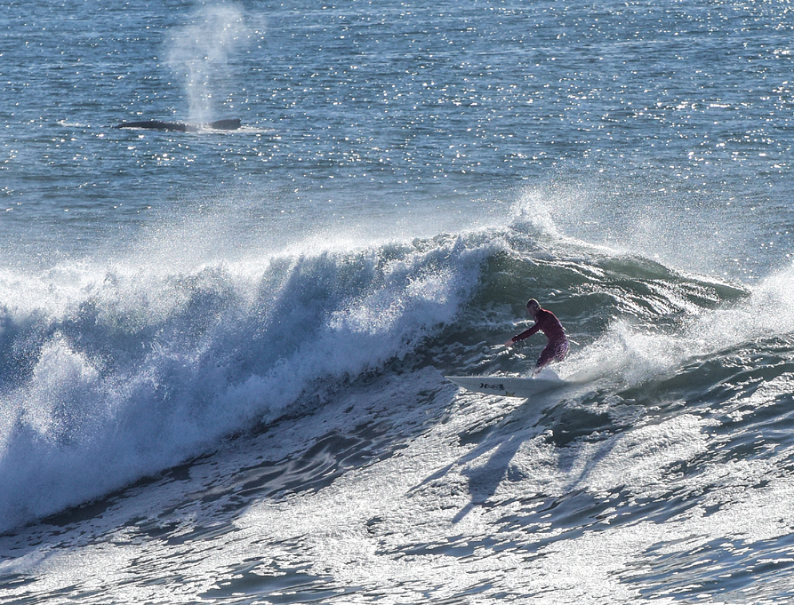Whale racing at Middle Peak, Steamer Lane-Middle Peak