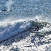 Whale racing at Middle Peak, Steamer Lane-Middle Peak