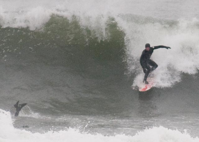 gray day but big, Linkys