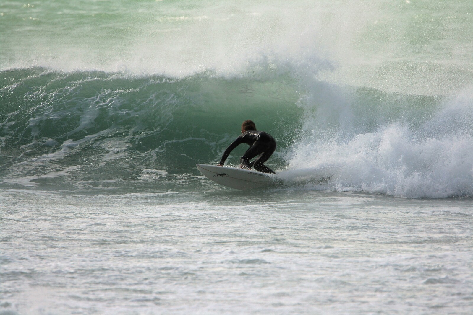little screamer, Struisbaai