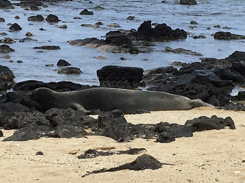 Monk seals at waimanalo 