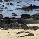 Monk seals at waimanalo 
