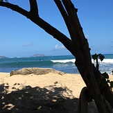 Waimanalo monk seak 