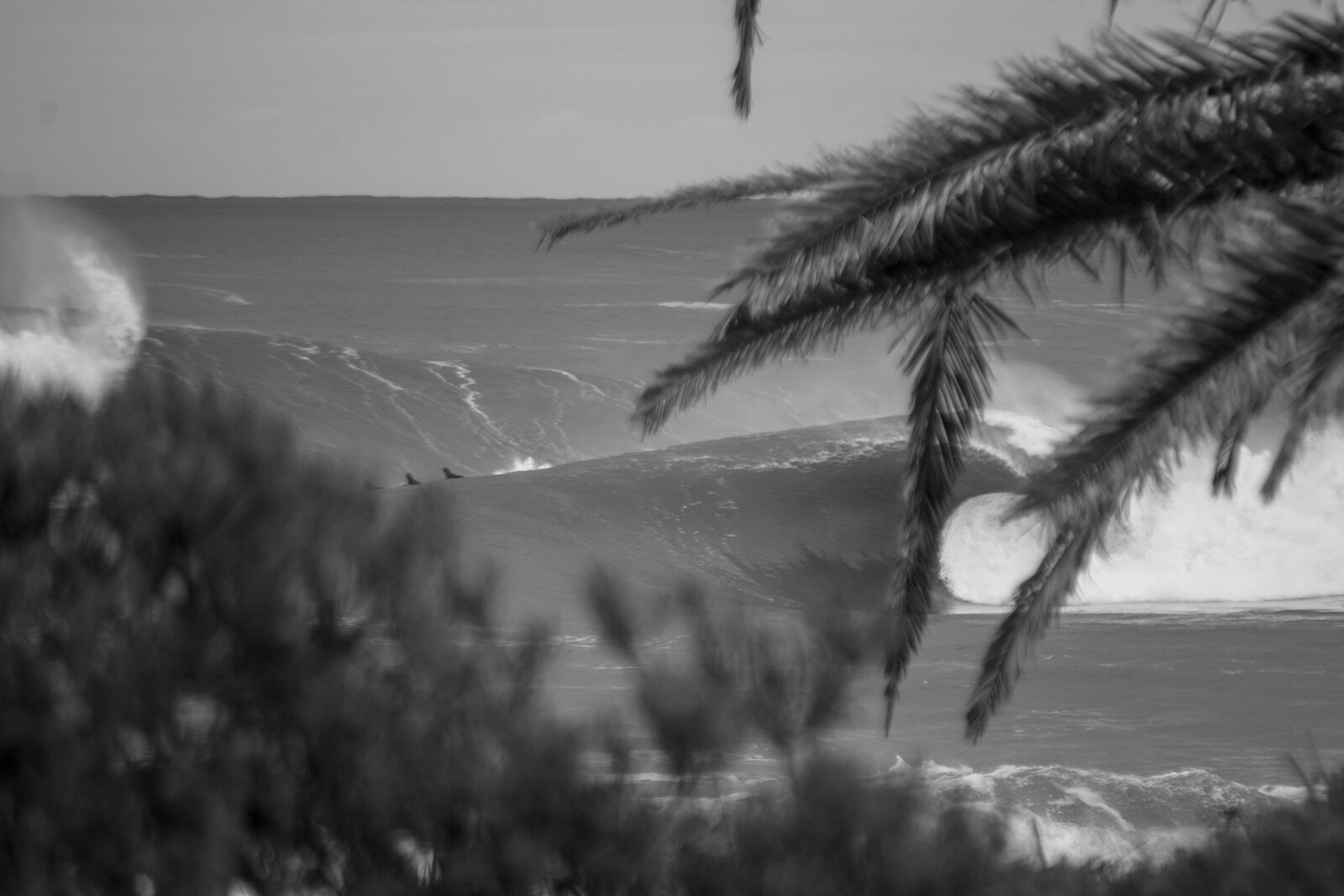 Bushcare, Shark Island (Cronulla)