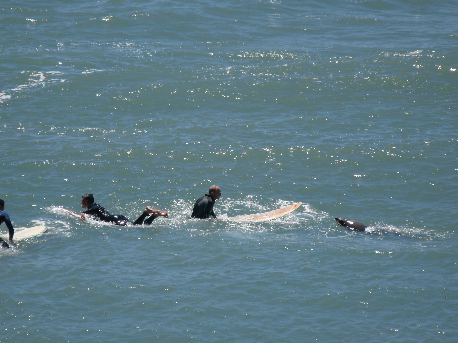 Fish breath, Fletchers Beach