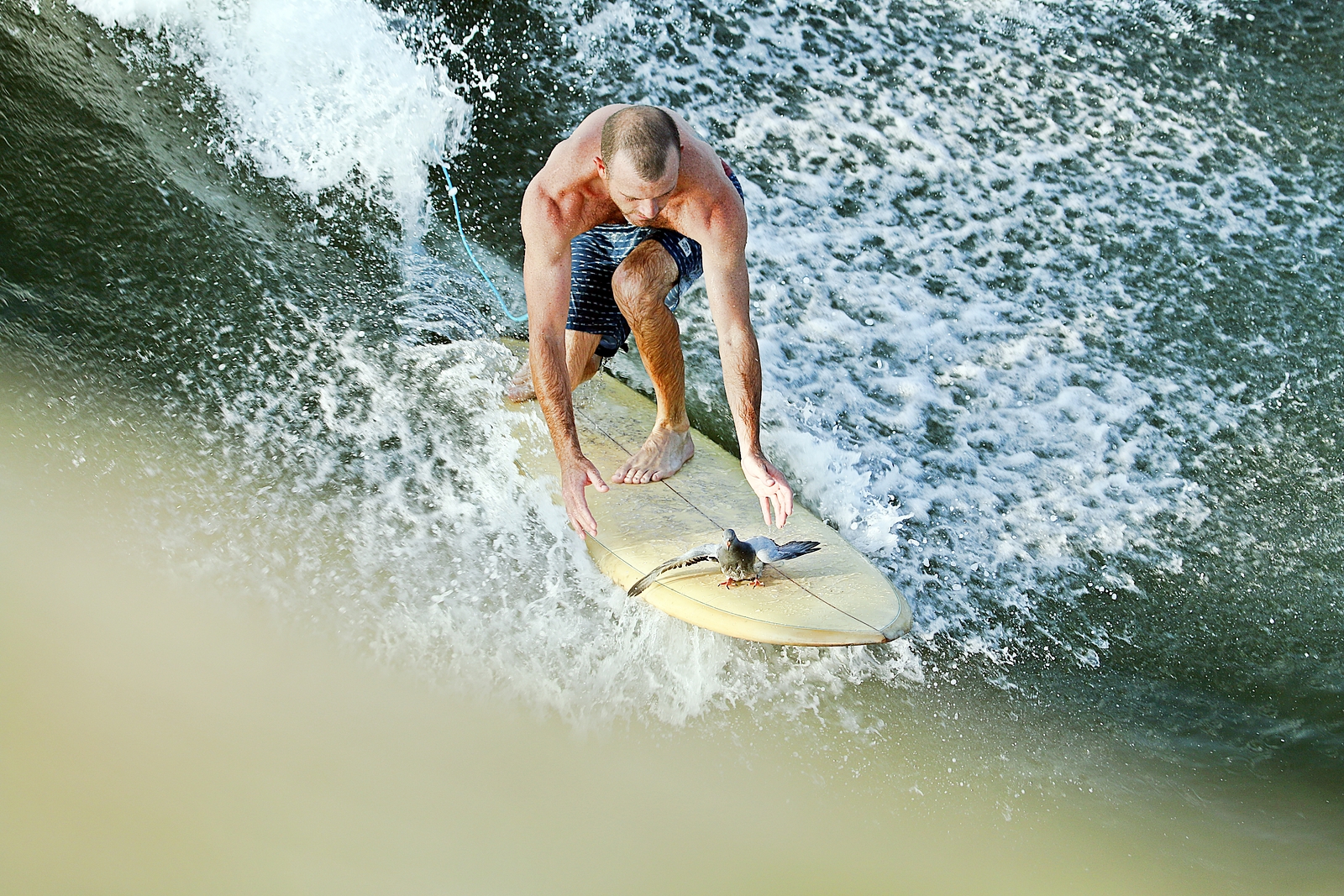 Bird Rescue, Surf City Pier