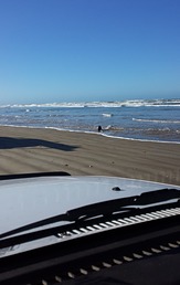 Seal pup on Goolwa beach