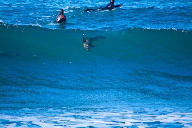 Dolphin and seal surfing at Winkipop