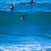 Dolphin and seal surfing at Winkipop