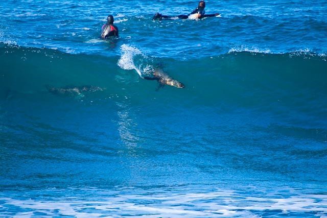 Dolphin and seal surfing at Winkipop