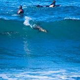 Dolphin and seal surfing at Winkipop