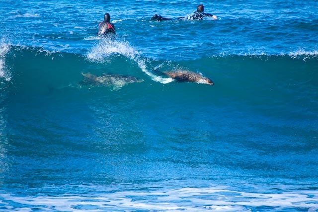 Winkipop surf break