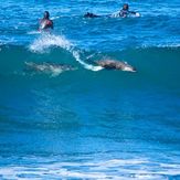 Dolphin and seal surfing at Winkipop