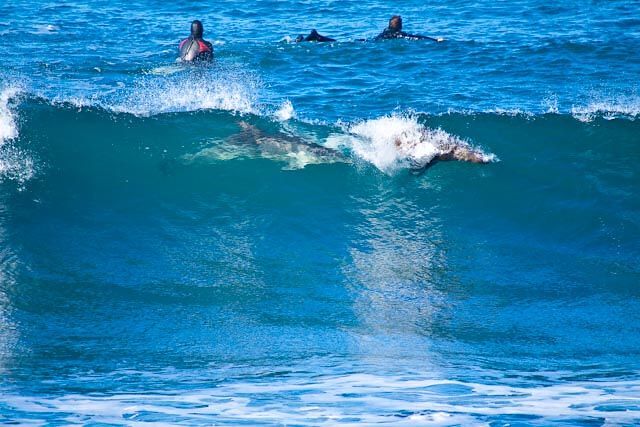 Dolphin and seal surfing at Winkipop