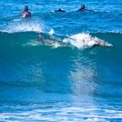 Dolphin and seal surfing at Winkipop