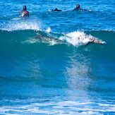 Dolphin and seal surfing at Winkipop