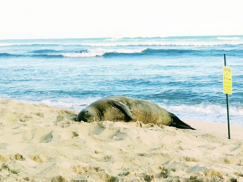 Hanging out, White Plains Beach