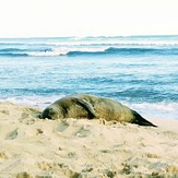 Hanging out, White Plains Beach