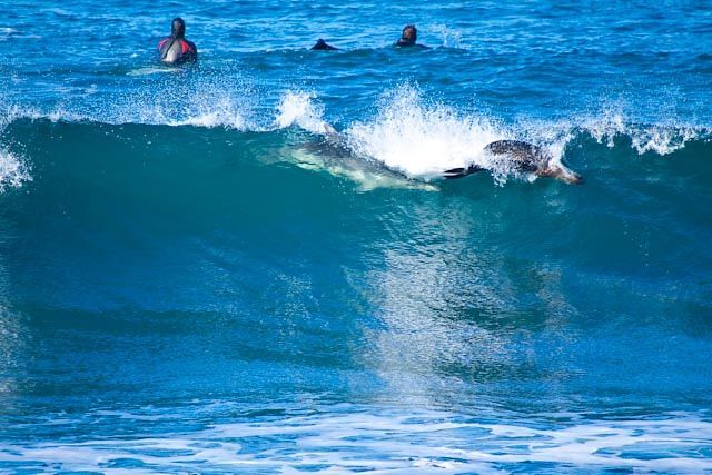 Dolphin and seal surfing at Winkipop