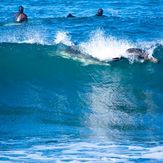 Dolphin and seal surfing at Winkipop