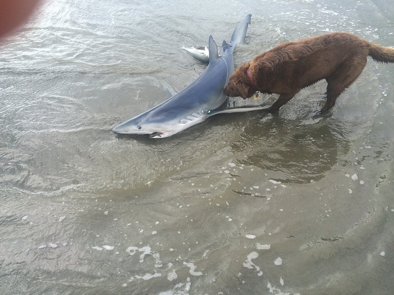 Blue Shark caught on Kontiki, Peka Peka