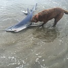 Blue Shark caught on Kontiki, Peka Peka