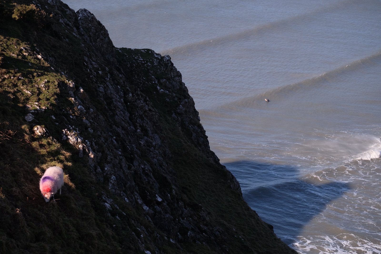 Offshore with occasional Sheep, Rhossili