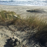 Rare sighting., Wharariki Beach