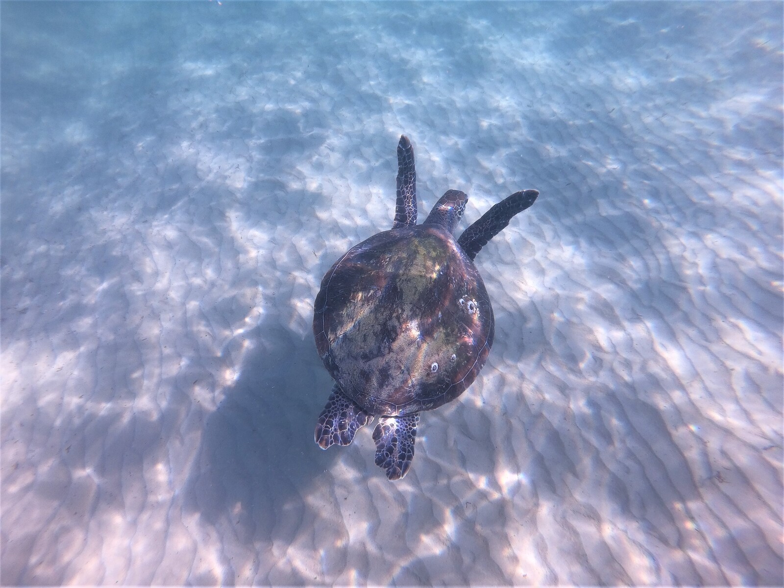 Turtles in the line up!, The Bluff