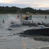Pilot Whales at Puponga, Farewell Spit