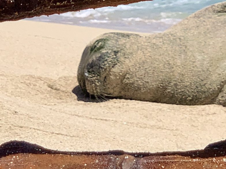 Hawaiian Monk Seal, White Plains Beach
