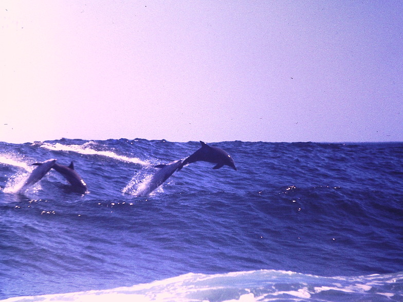 surfing dolphins, Moses Rock