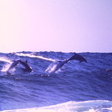 surfing dolphins, Moses Rock