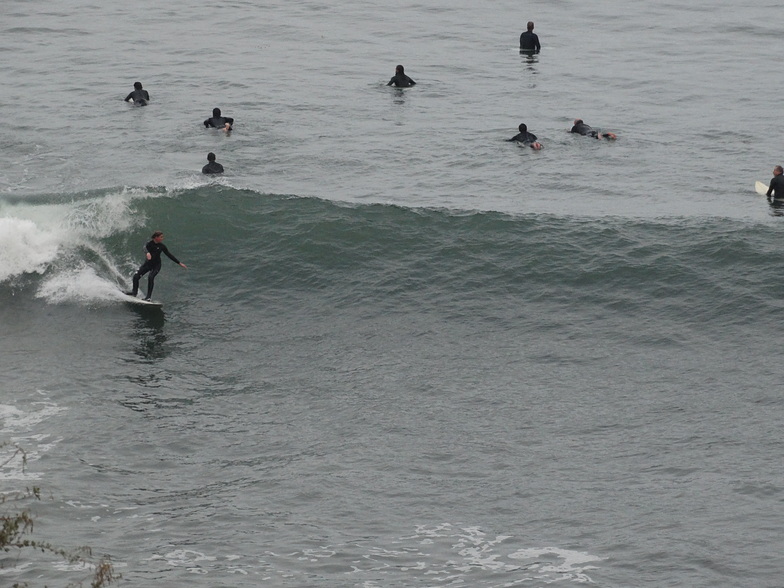 Haggerty's Surfer 