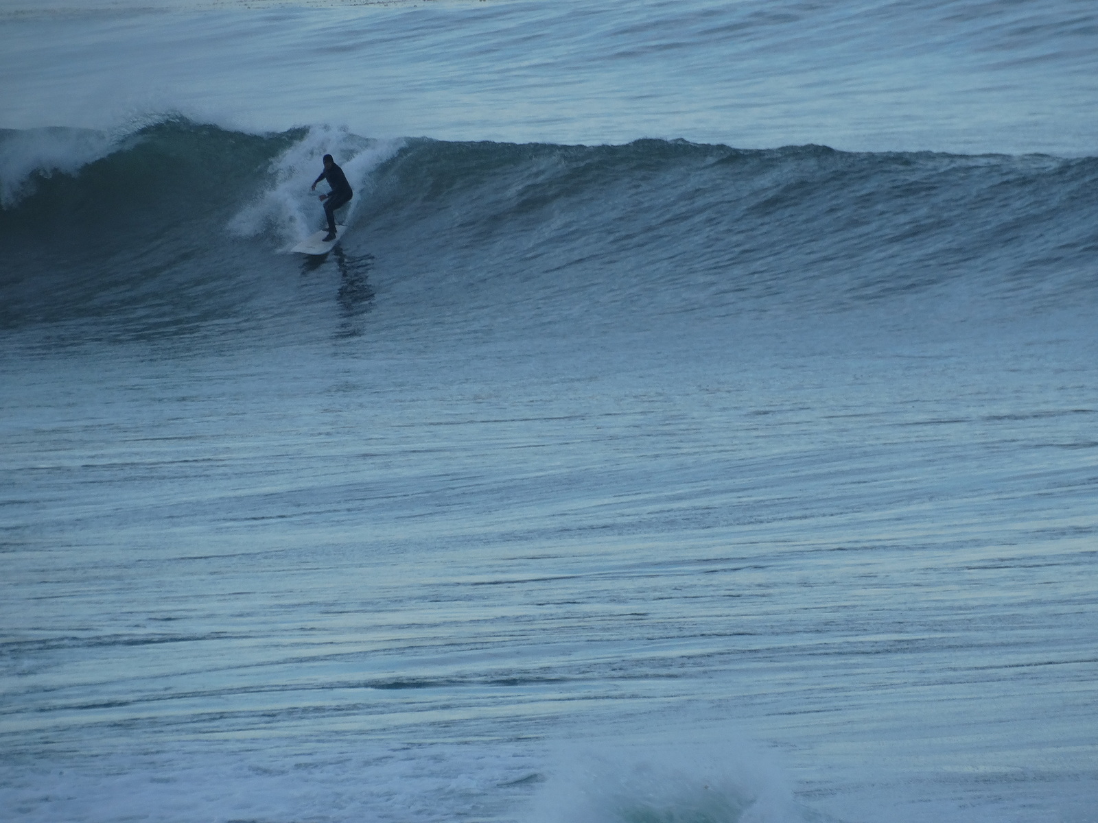 Hoodie at Cove, Palos Verde - Bluff Cove