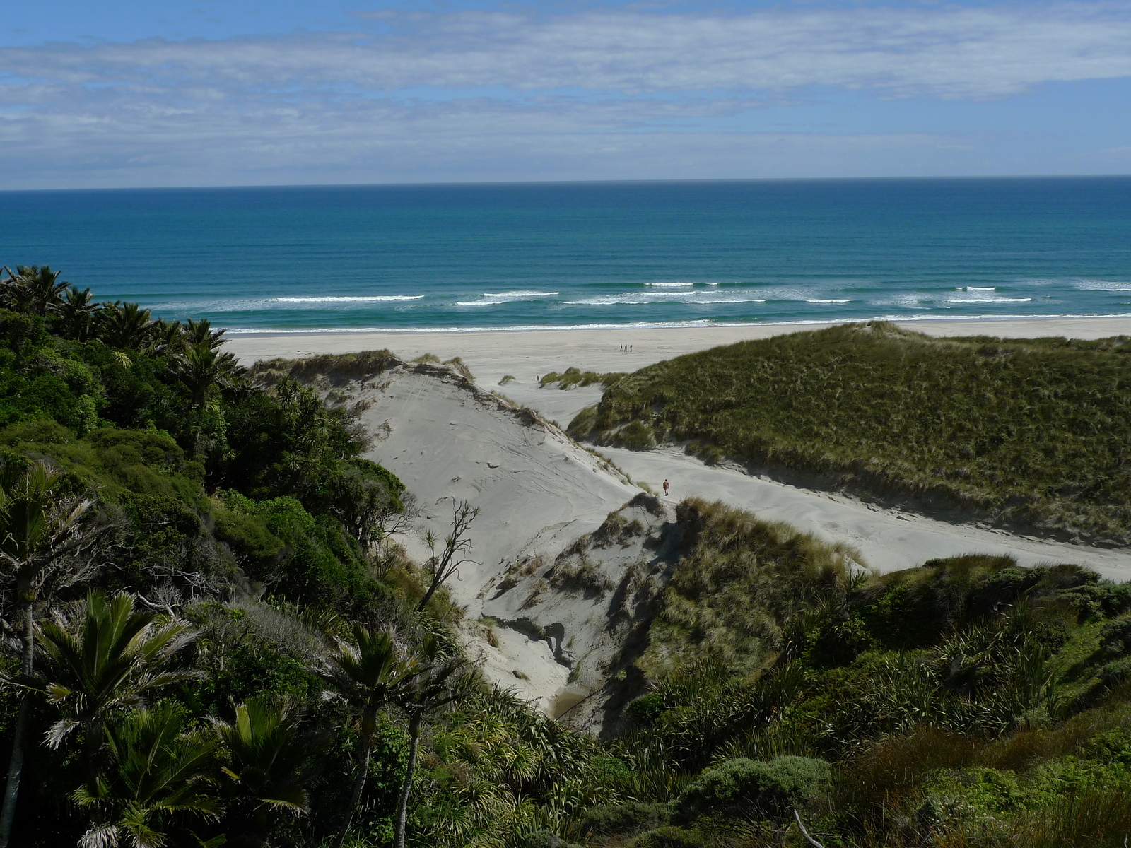 Nikau Palms and small waves, Fergusons Beach