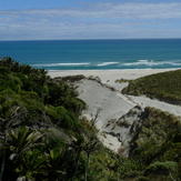 Nikau Palms and small waves, Fergusons Beach