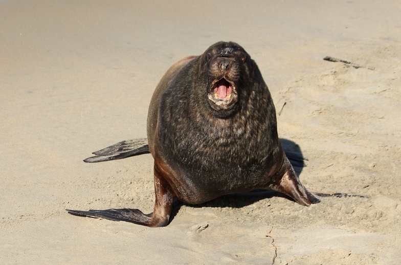 Local Resident, Otago Peninsula - Sandfly Bay