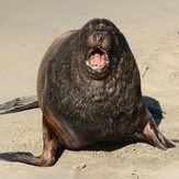 Local Resident, Otago Peninsula - Sandfly Bay