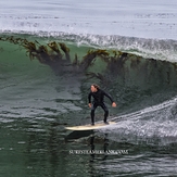 Kelp surfing, Steamer Lane-The Point