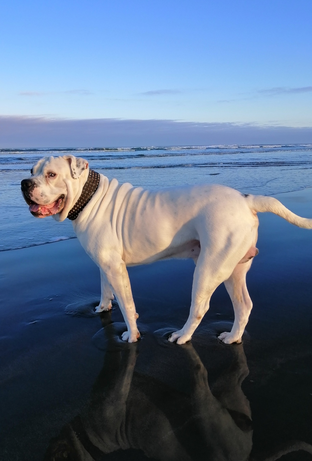 Flocky.. Foxton beach