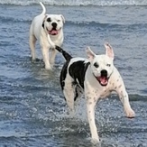 Flocky and daughter sky, Foxton Beach