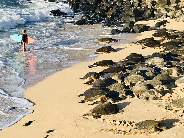 Sea Turtle Gromess, Hookipa