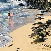 Sea Turtle Gromess, Hookipa