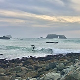 Goat Rock, Sonoma Coast 